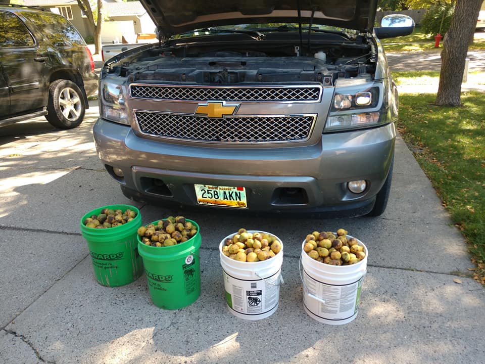 Владелец Chevrolet Avalanche собрал рекордный урожай орехов